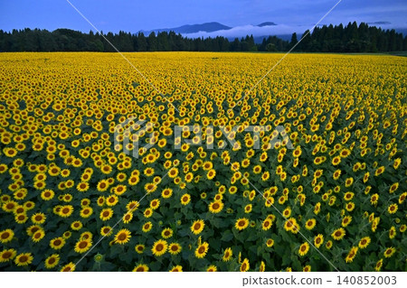 Tsunan Town's Blooming Sunflower Field Tsunan Town's Blooming Sunflower Field 140852003