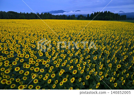 Tsunan Town's Blooming Sunflower Field Tsunan Town's Blooming Sunflower Field 140852005