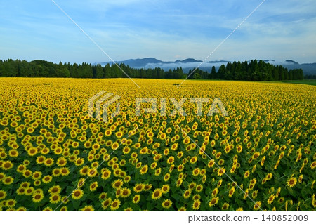 Tsunan Town's Blooming Sunflower Field 140852009