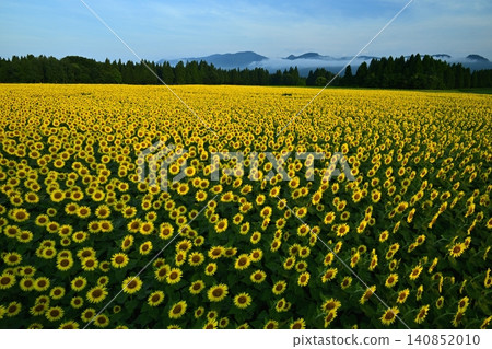 Tsunan Town's Blooming Sunflower Field 140852010
