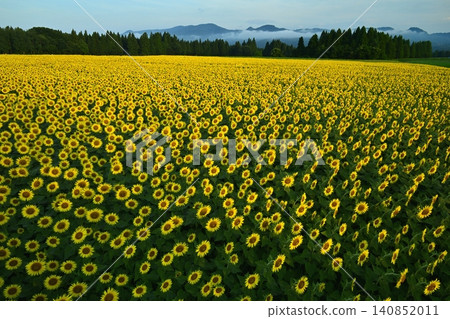 Tsunan Town's Blooming Sunflower Field Tsunan Town's Blooming Sunflower Field 140852011