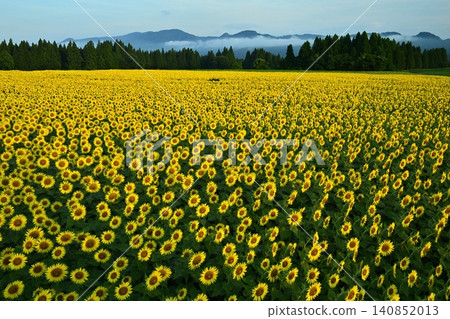 津南鎮盛開的向日葵花田 津南鎮盛開的向日葵花田 140852013