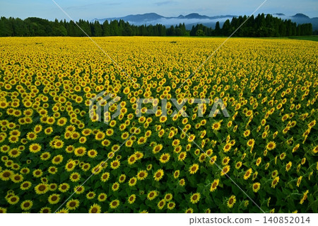 Tsunan Town's Blooming Sunflower Field Tsunan Town's Blooming Sunflower Field 140852014