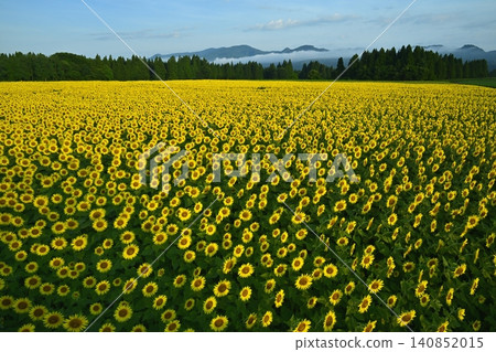 Tsunan Town's Blooming Sunflower Field Tsunan Town's Blooming Sunflower Field 140852015
