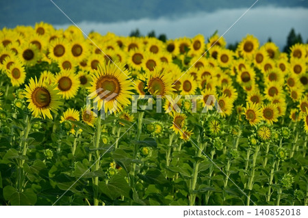 Tsunan Town's Blooming Sunflower Field Tsunan Town's Blooming Sunflower Field 140852018