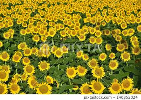 Tsunan Town's Blooming Sunflower Field Tsunan Town's Blooming Sunflower Field 140852024