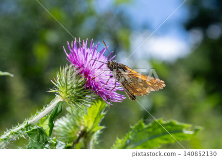 Large Skipper butterfly Ochlodes sylvanus perched on a purple thistle flower in a sunny meadow during summer Large Skipper butterfly Ochlodes sylvanus perched on a purple thistle flower in a sunny meadow during summer 140852130