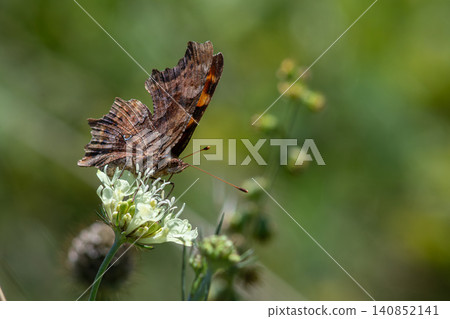 Beautiful comma butterfly Polygonia c-album perched on delicate white flowers in a lush green environment during sunny summer days Beautiful comma butterfly Polygonia c-album perched on delicate white flowers in a lush green environment during sunny summer days 140852141