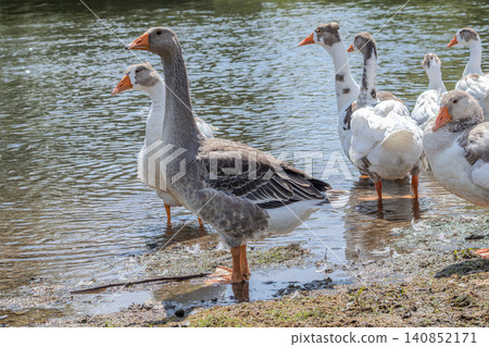 Domestic geese gather near a pond in sunlight showcasing their varied plumage and social behavior during a warm afternoon in a rural setting Domestic geese gather near a pond in sunlight showcasing their varied plumage and social behavior during a warm afternoon in a rural setting 140852171