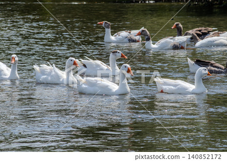 Domestic geese swim gracefully in a serene pond surrounded by lush greenery on a sunny day 140852172