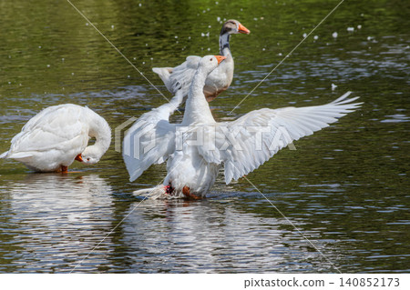 Domestic geese swimming and preening in a serene pond surrounded by greenery on a sunny day Domestic geese swimming and preening in a serene pond surrounded by greenery on a sunny day 140852173