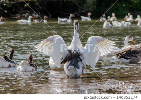 Domestic goose spreading its wings while swimming among a flock in a tranquil pond during a sunny day Domestic goose spreading its wings while swimming among a flock in a tranquil pond during a sunny day 140852174