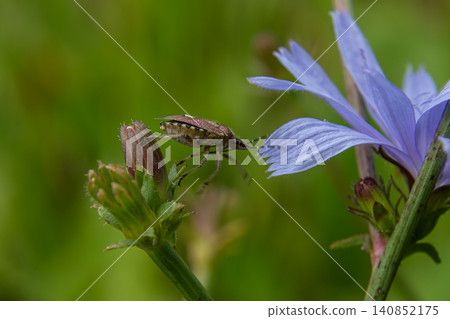 Observation of Dolycoris baccarum on a wildflower during a sunny day in a natural habitat Observation of Dolycoris baccarum on a wildflower during a sunny day in a natural habitat 140852175