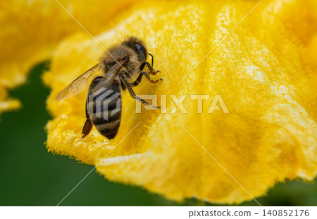 Western honey bee foraging on a bright yellow flower during a sunny afternoon in a blooming garden filled with vibrant flora 140852176