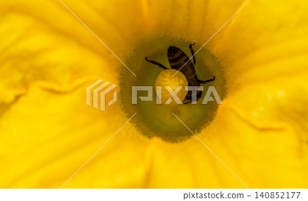 Western honey bee foraging inside vibrant yellow flower during sunny spring afternoon in a garden environment 140852177