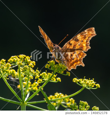 Comma butterfly perched on green flower cluster under natural sunlight in a serene garden setting Comma butterfly perched on green flower cluster under natural sunlight in a serene garden setting 140852178