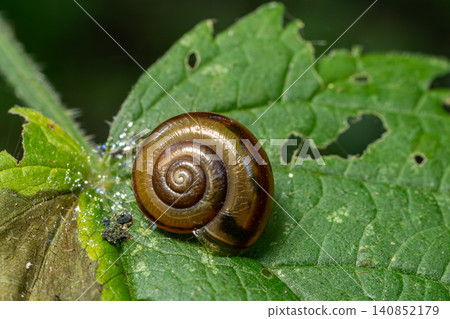 Bush snail Bradybaena fruticum resting on a green leaf in a moist forest environment during early morning hours Bush snail Bradybaena fruticum resting on a green leaf in a moist forest environment during early morning hours 140852179
