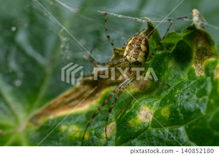 Candy-stripe spider Enoplognatha ovata resting on a green leaf surrounded by its web showcasing intricate details Candy-stripe spider Enoplognatha ovata resting on a green leaf surrounded by its web showcasing intricate details 140852180