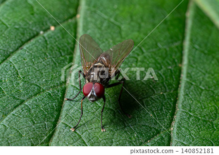 Tachinidae resting on a green leaf showcasing its distinct features in a natural setting Tachinidae resting on a green leaf showcasing its distinct features in a natural setting 140852181