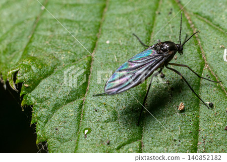 Fungus gnat resting on a leaf in a dense humid forest showcasing its iridescent wings and delicate features during daylight hours Fungus gnat resting on a leaf in a dense humid forest showcasing its iridescent wings and delicate features during daylight hours 140852182