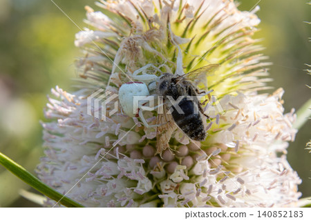 Flower Crab Spider Misumena vatia hunting on a white bloom in a natural setting during late spring Flower Crab Spider Misumena vatia hunting on a white bloom in a natural setting during late spring 140852183