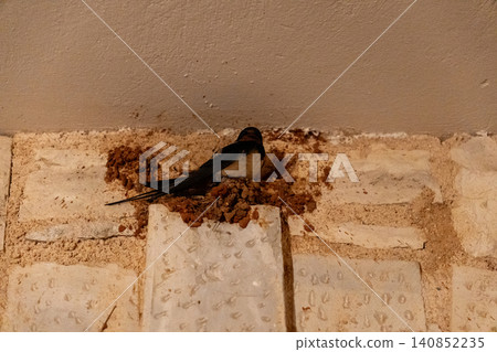 Barn Swallow Building Mud Nest on Stone Wall Barn Swallow Building Mud Nest on Stone Wall 140852235
