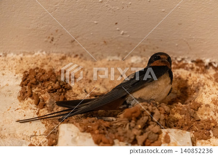 Barn Swallow Nesting on Textured Wall Close Up Barn Swallow Nesting on Textured Wall Close Up 140852236