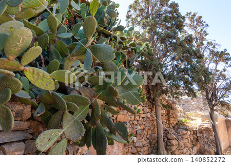 Prickly Pear Cactus Growing on Ancient Wall of Spinalonga Fortress Prickly Pear Cactus Growing on Ancient Wall of Spinalonga Fortress 140852272