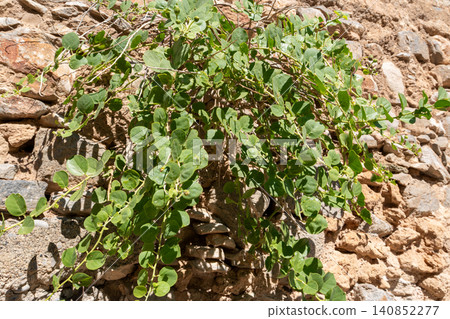 Wild Caper Bush Growing on Ancient Stone Wall in Spinalonga 140852277