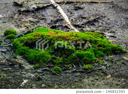 Vibrant green moss clump thrives on damp, textured forest floor with scattered debris 140852393