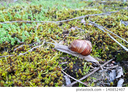 A detailed view of a common garden snail with its shell moving through lush green moss and forest debris 140852407