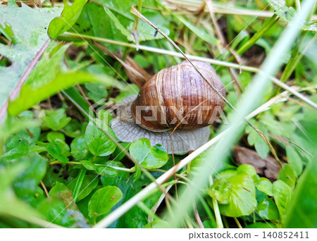 Close-up of a garden snail slowly moving through lush green grass after rain Close-up of a garden snail slowly moving through lush green grass after rain 140852411