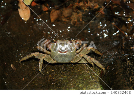 The black-clawed crab looks like it's wearing armor. The black-clawed crab looks like it's wearing armor. 140852468