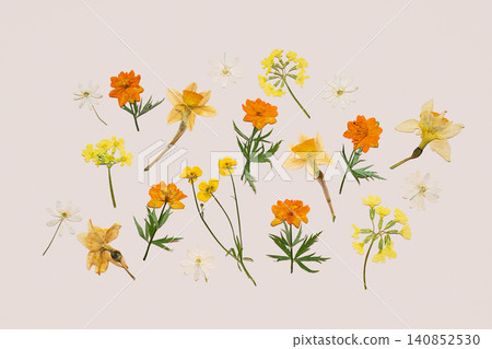 Pressed yellow and orange flower collection isolated on plain background. Pressed yellow and orange flower collection isolated on plain background. 140852530