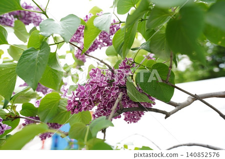 Beautiful lilac flowers blooming in Odori Park, where the Sapporo Lilac Festival was held. Beautiful lilac flowers blooming in Odori Park, where the Sapporo Lilac Festival was held. 140852576