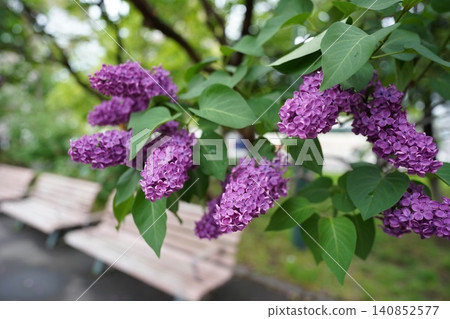 Lilacs in full bloom, signaling the arrival of early summer, and a park scene in Sapporo. Lilacs in full bloom, signaling the arrival of early summer, and a park scene in Sapporo. 140852577