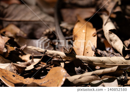 Lizards that live in the forest Lizards that live in the forest 140852580