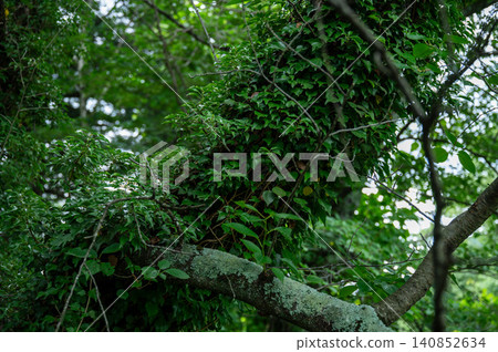 森林中生長的藤蔓和療癒的自然景觀 森林中生長的藤蔓和療癒的自然景觀 140852634