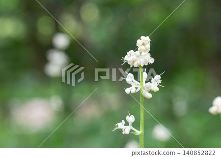 Yabu Miuga的白花 Yabu Miuga的白花 140852822