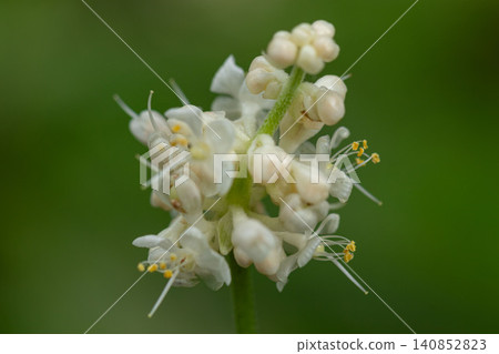 麥冬（Ophiopogon japonicus）花朵的微距攝影 140852823