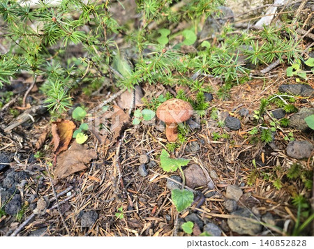 Boletus edulis growing on fallen leaves (Mt. Fuji) 140852828