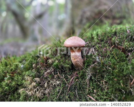 Boletus edulis growing on a moss-covered tree stump 140852829