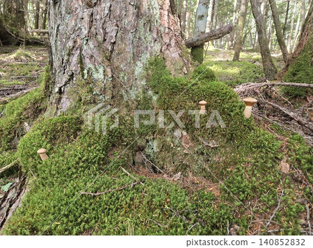 Boletus edulis growing at the base of a large tree 140852832