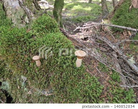 Boletus edulis plants line a moss-covered fallen tree. 140852834
