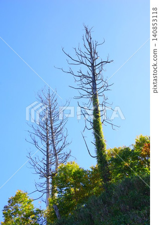 A climbing plant wrapped around a dead tree 140853118
