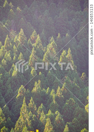 Cedar forest Cedar forest 140853133