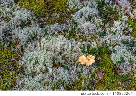 Overripe wild mushroom lying among reindeer lichen, green moss and lingonberry plants on a boreal forest floor Overripe wild mushroom lying among reindeer lichen, green moss and lingonberry plants on a boreal forest floor 140853264