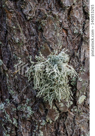 Lichen growing on rough textured pine tree bark in a boreal forest, close-up natural background Lichen growing on rough textured pine tree bark in a boreal forest, close-up natural background 140853265