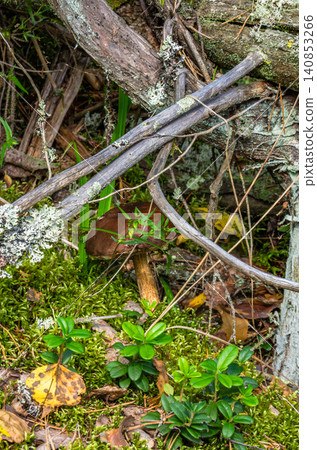 Boletus mushroom growing among moss, lichen-covered logs and low shrubs on a boreal forest floor Boletus mushroom growing among moss, lichen-covered logs and low shrubs on a boreal forest floor 140853266