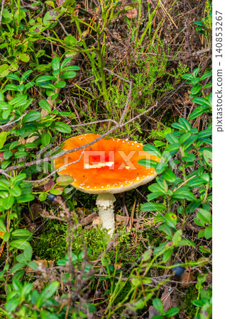 Fly agaric mushroom with bright orange red cap growing among green forest undergrowth and heather plants Fly agaric mushroom with bright orange red cap growing among green forest undergrowth and heather plants 140853267